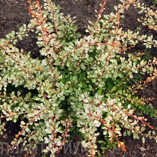 Барбарис тунберга "Старбест" (Berberis thunbergii "Starburst")