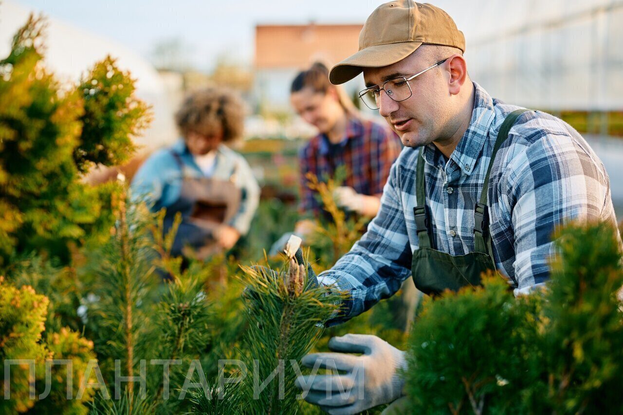 Посадка деревьев и кустарников - доступные цены в Екатеринбурге от  «Плантариум»